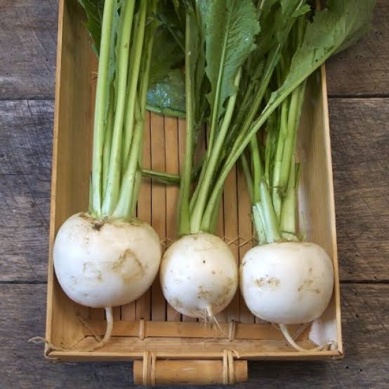 White Japanese Turnip