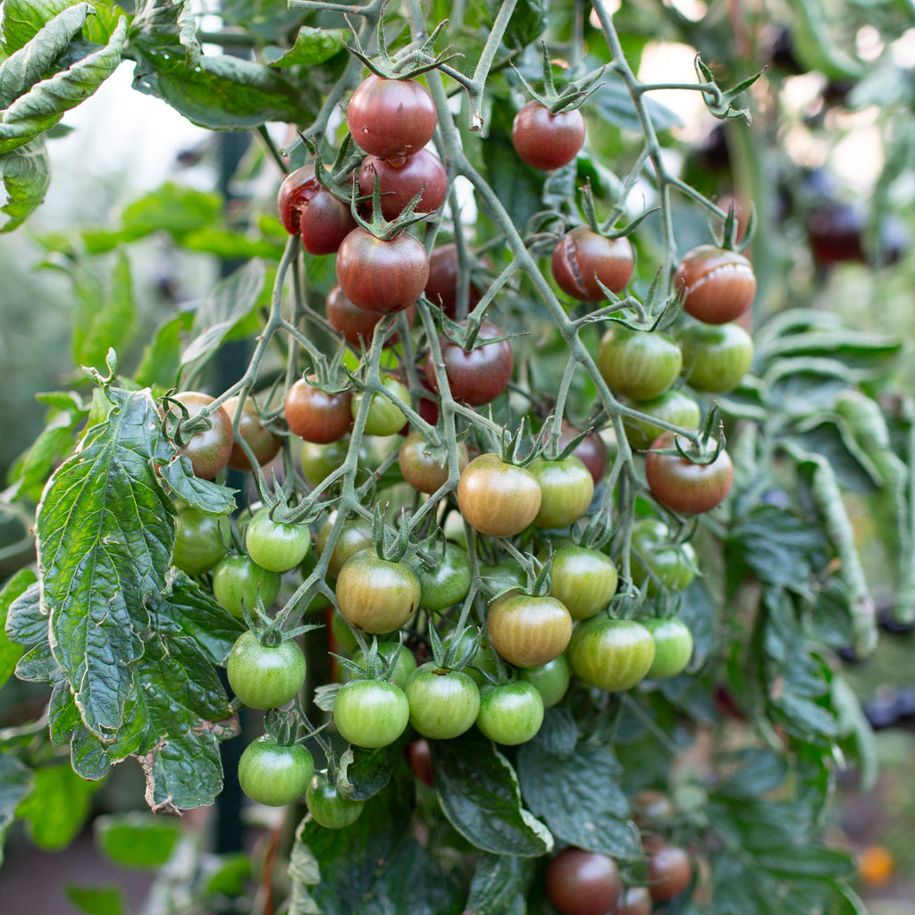Chocolate Cherry Tomato