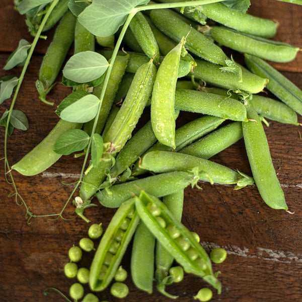 Lincoln homesteader peas