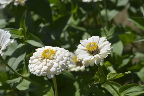 Polar bear white zinnia