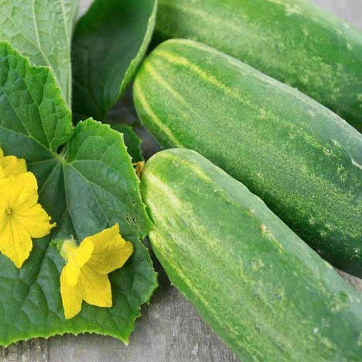Farm Hand Seeds Straight Eight Cucumbers