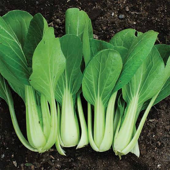 Baby Bok Choy