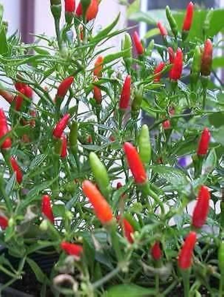 Small red chili hot pepper seeds