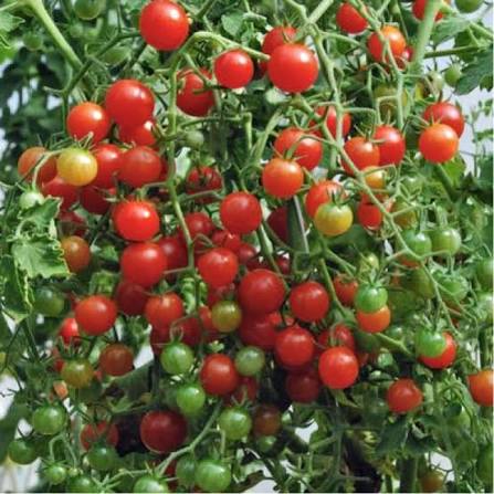 Currant sweet pea tomato