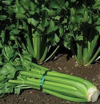 Utah tall celery