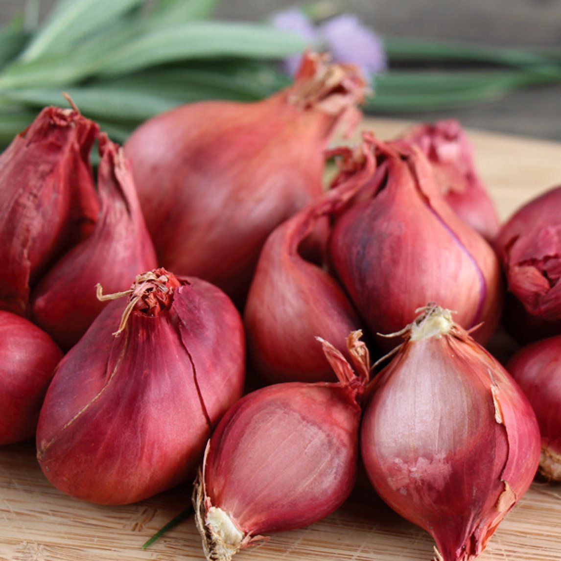 French red shallots
