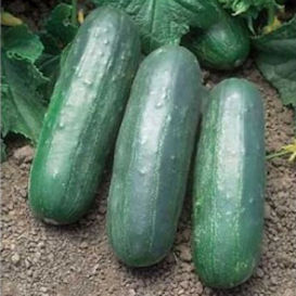 Carolina h1 cucumber seeds