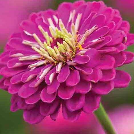 Purple Prince Zinnia