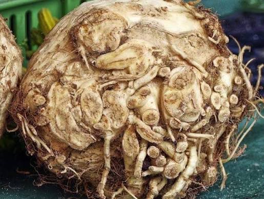 Celeriac Giant Prague