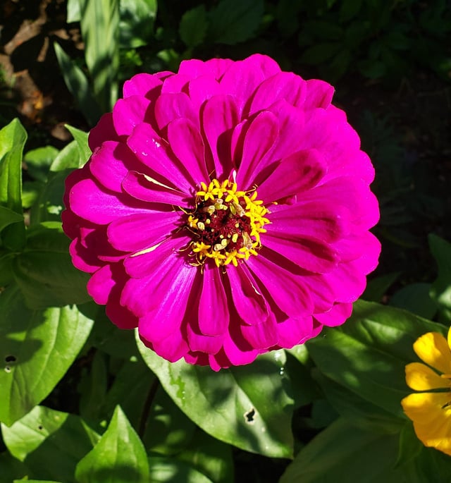 Purple Prince Zinnia