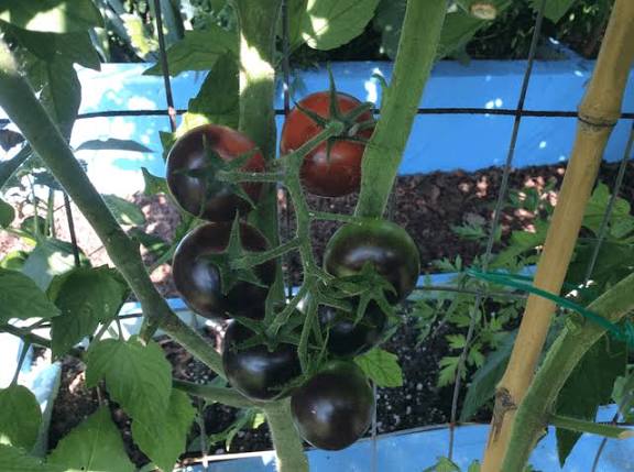 Dancing with Smurfs Indigo Tomato