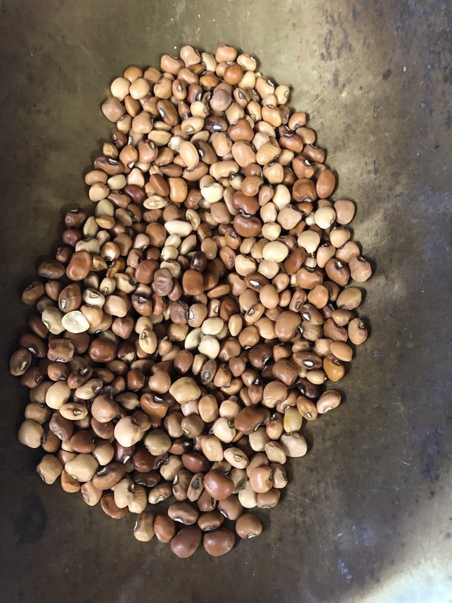 Dixie Lee Southern Cowpea Pea