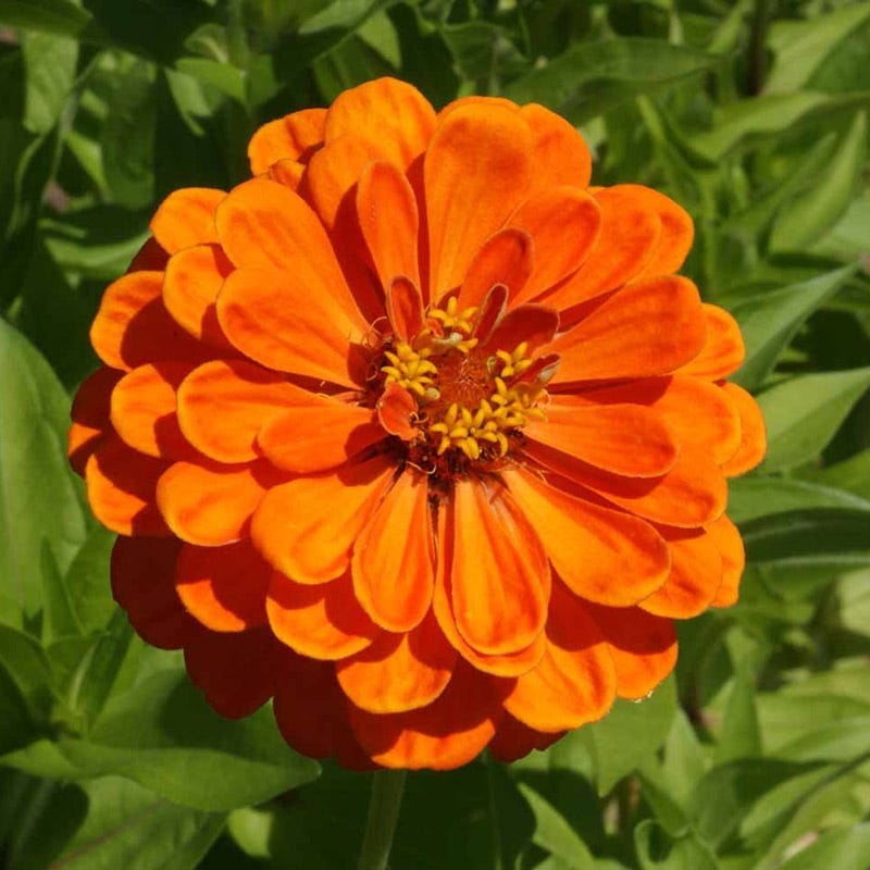 Confetti zinnia mix