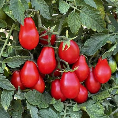 Red Pear Cluster Tomato