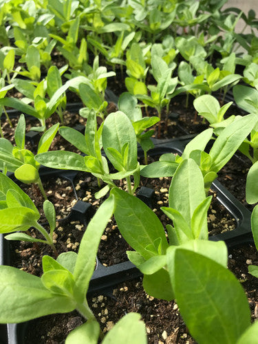 Under the sea zinnia mix