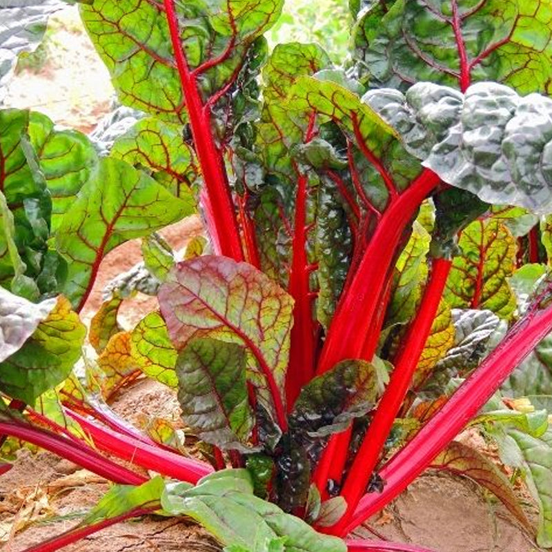 Ruby Red Swiss Chard
