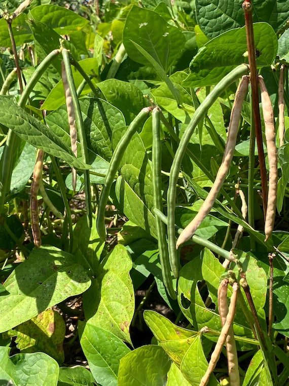 Dixie Lee Southern Cowpea Pea