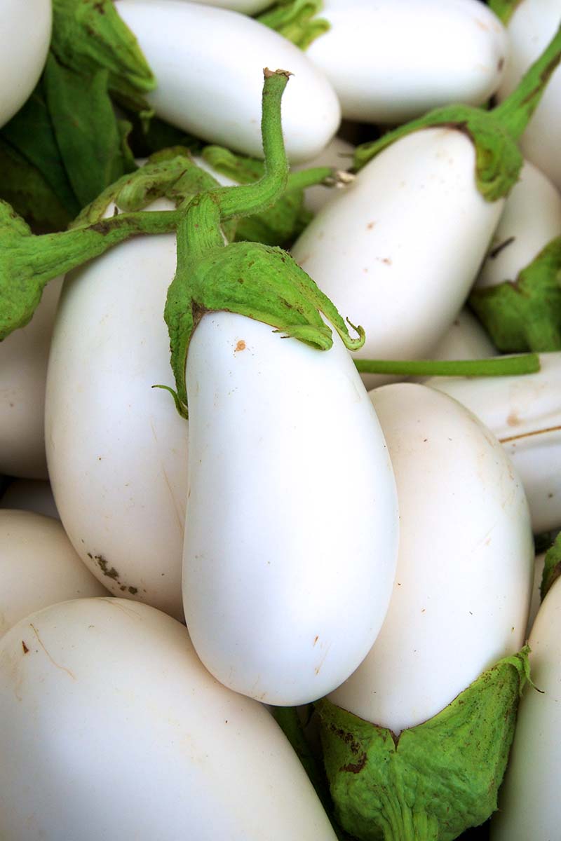 Gretel eggplant f1
