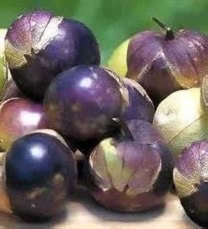 Purple Tomatillo