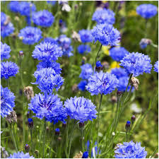 Dwarf blue bachelor buttons