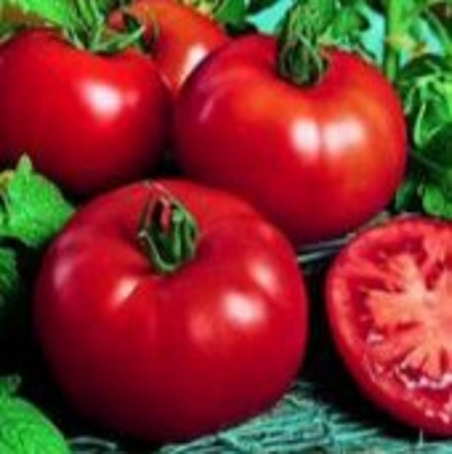 Siberian Heirloom Tomato