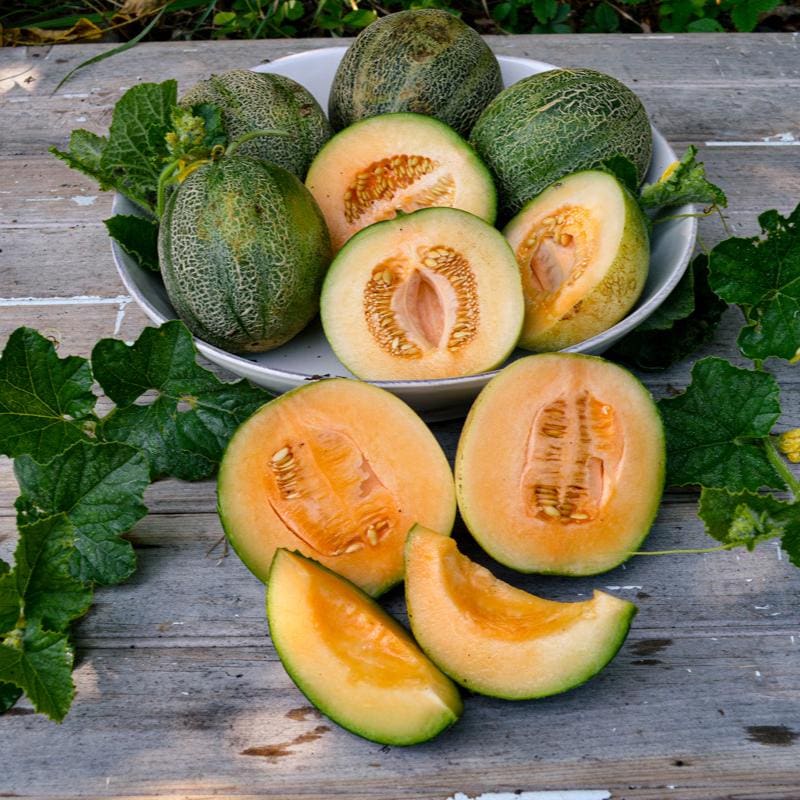 Farm Hand Seeds Minnesota Midget Melon