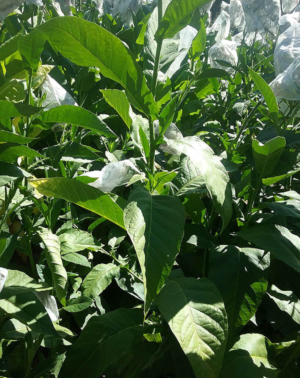 Farm Hand Seeds Chichicaste