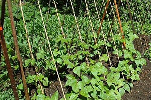 Kentucky blue pole bean