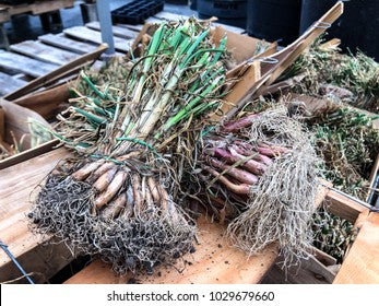 Day neutral onion plants