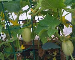 Apple Cucumber