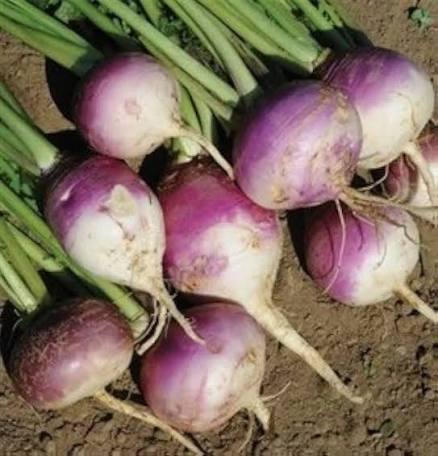White Purple Top Turnip