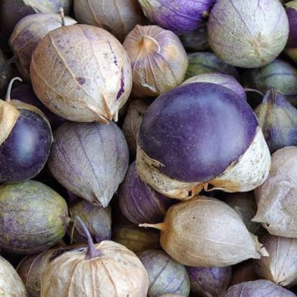 Purple Tomatillo