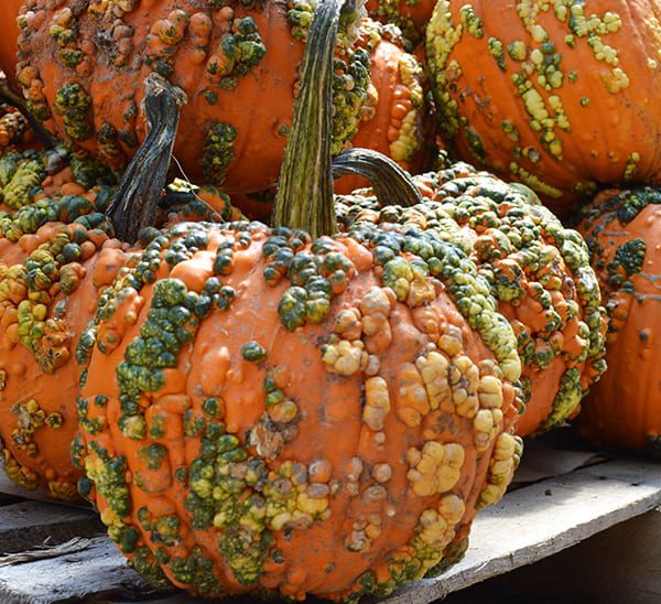 Knucklehead pumpkin
