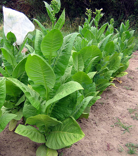 NC 82 Tobacco