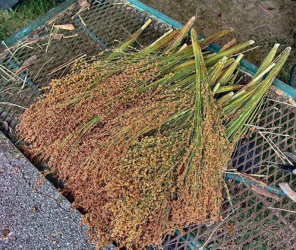 Hagari white broom corn
