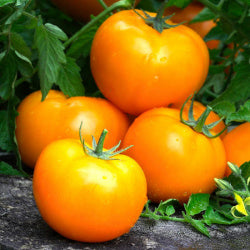 Goldie giant tomato