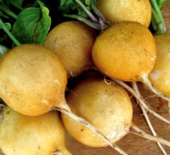 Golden hellos radish