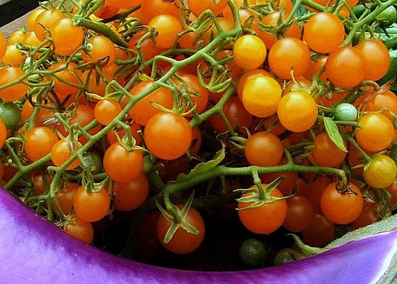 Gold rush current tomato