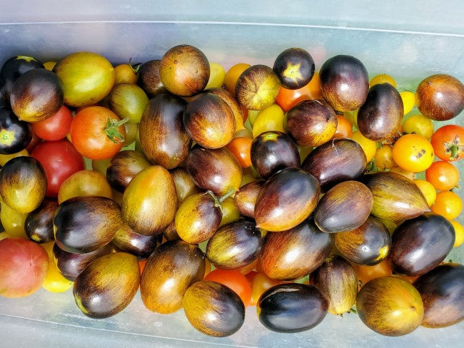 Brads atomic grape tomato