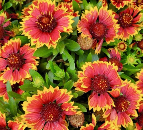 Indian blanket flower