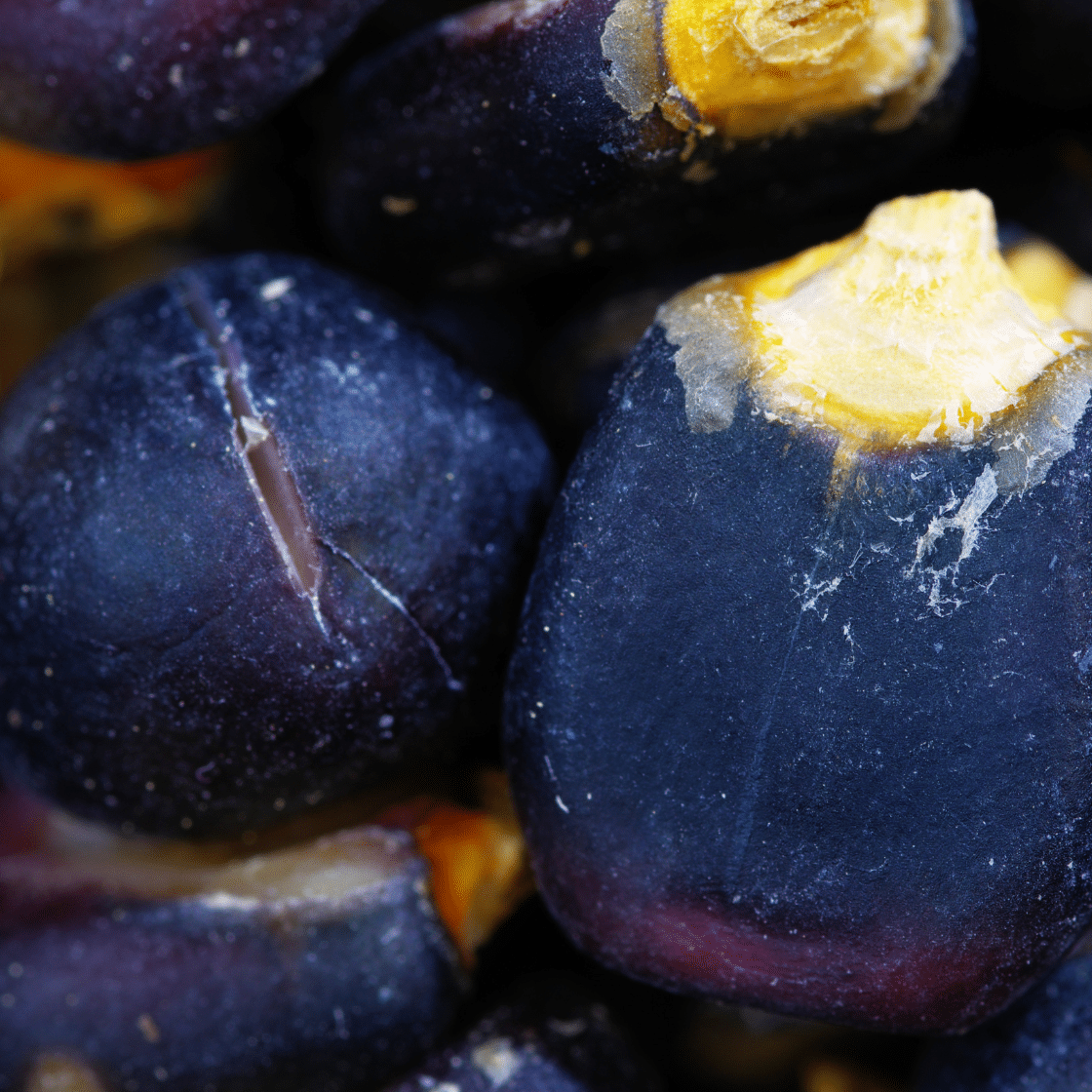 Ohio blue corn