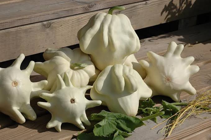 YUGOSLAVIAN FINGER SQUASH