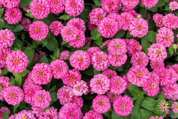 Luminosa zinnia