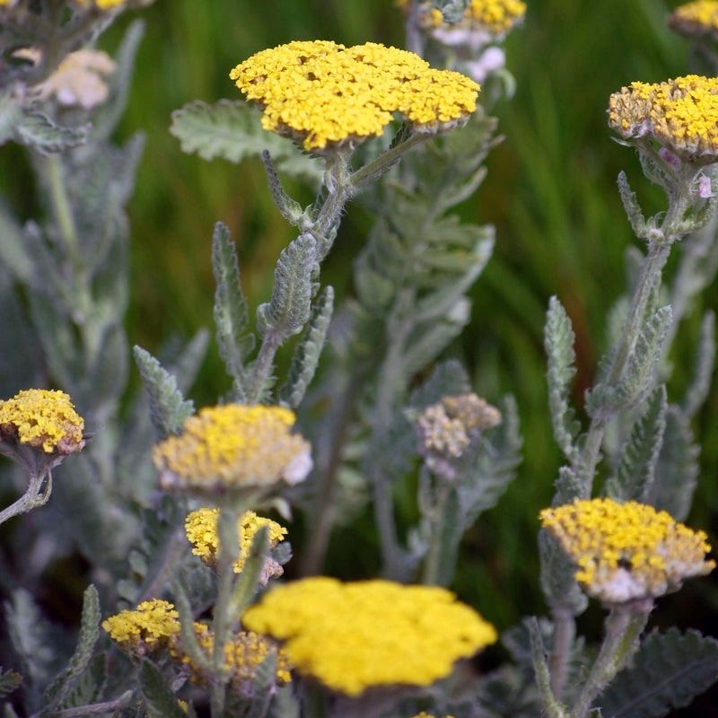 Yellow yarrow