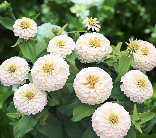 Polar bear white zinnia