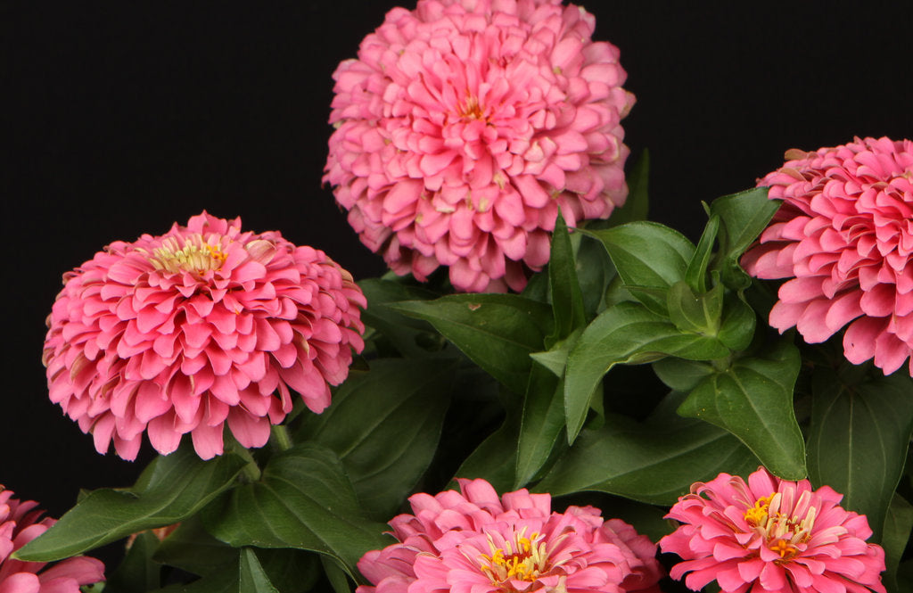 Bubble gum zinnia mix