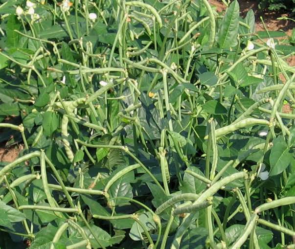 Texas Cream Zipper Peas