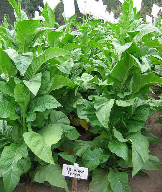 Hickory Pryor Tobacco