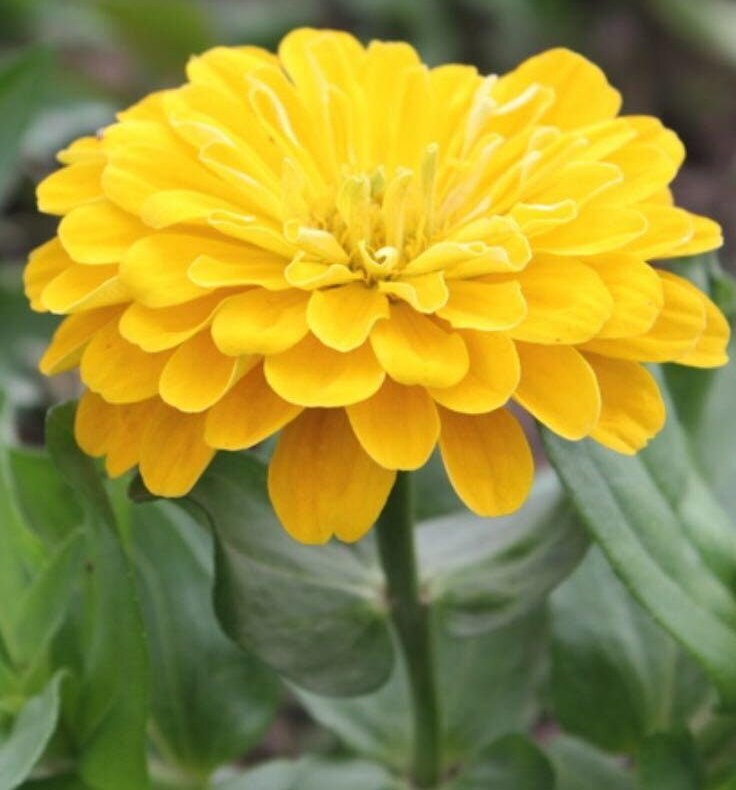 Canary yellow zinnia