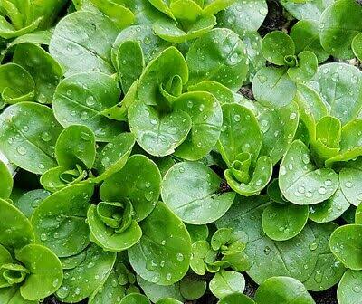 Corn Salad Greens